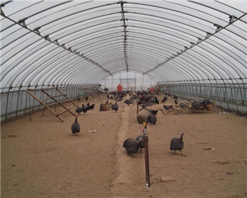 耕地上是否可建造四川養(yǎng)殖大棚？需要辦理什么手續(xù)？