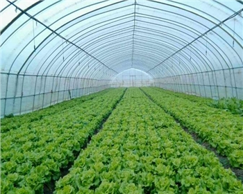 四川蔬菜大棚都有哪些種類，造價如何？