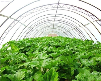 四川蔬菜大棚前期建設(shè)有什么標(biāo)準(zhǔn)嗎？