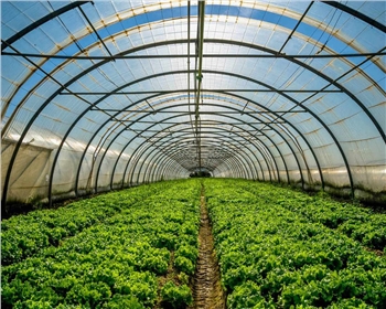 四川蔬菜大棚如何維護(hù)！保養(yǎng)方法有哪些