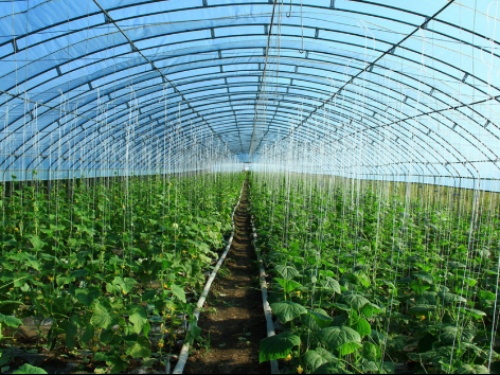 你還不知道的四川蔬菜大棚種植知識(shí)，這七點(diǎn)你必須知道！